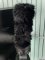 Prada Women Winter Wool Boot